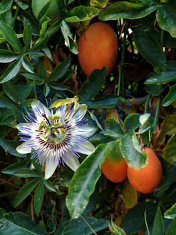 passion flower vine